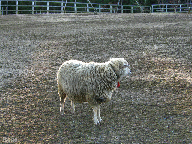 111229-sheep4.jpg