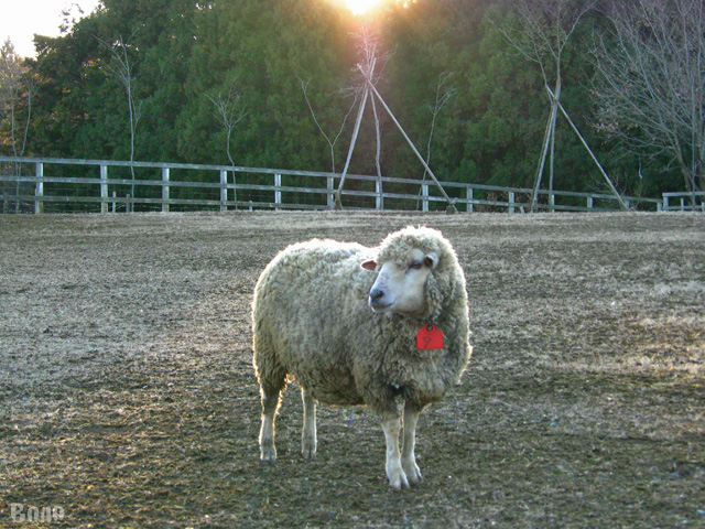 111229-sheep5.jpg
